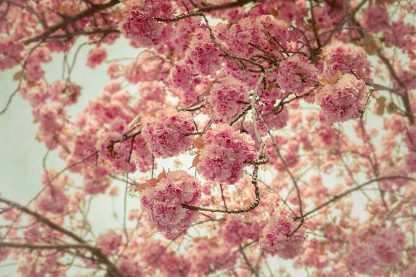 20x30 cm Leinwand Kirschblüte Bonn #54 Special Offer – Bild 3