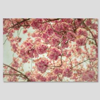 20x30 cm Leinwand Kirschblüte Bonn #54 Special Offer