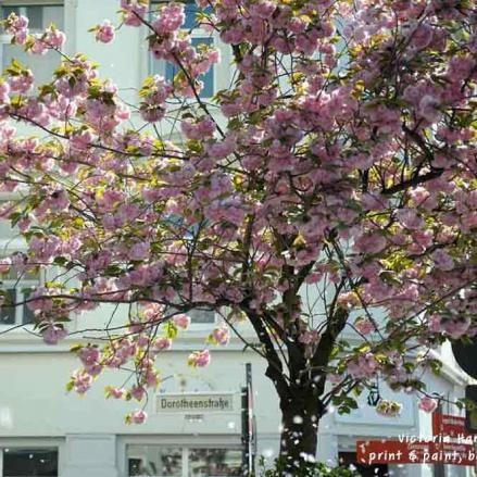 Kirschbluete Bonn Altstadt DSC7999