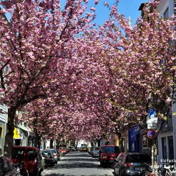 Kirschbluete Bonn Altstadt DSC 6722