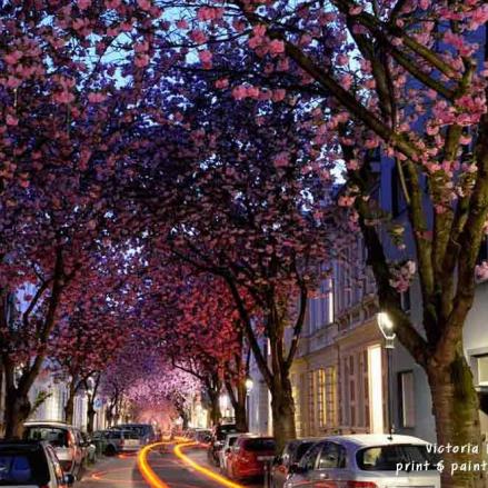 kirschbluete-bonn DSC4401