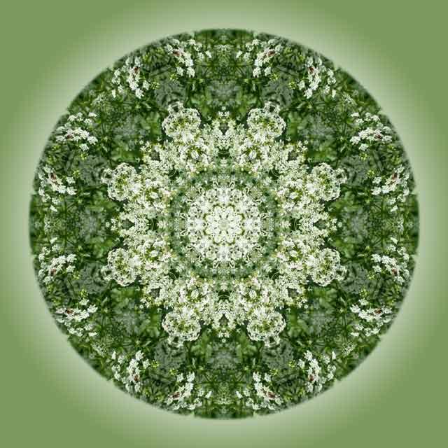 Dolden-Mandala